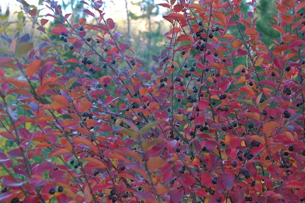  cotoneaster hedge fall colour