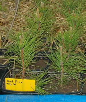 Red pine showing dirt in pot