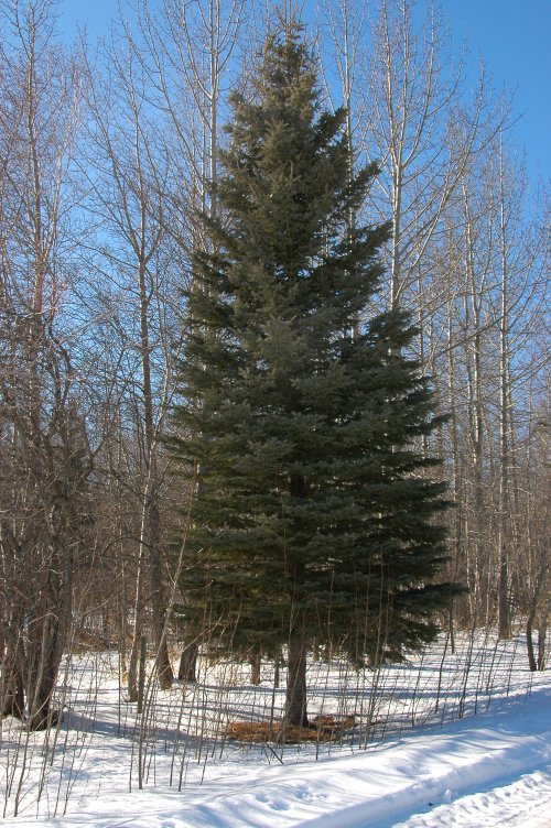 Middle-aged White  Spruce