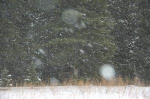 Spruce Trees in Snowstorm