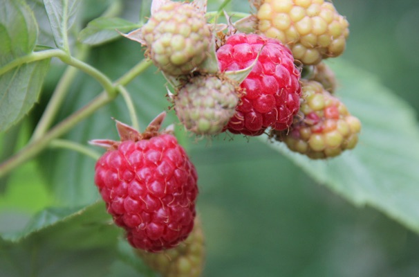 Raspberry