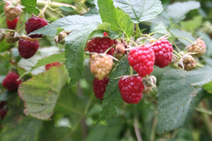 Sherwood's Forests Raspberries