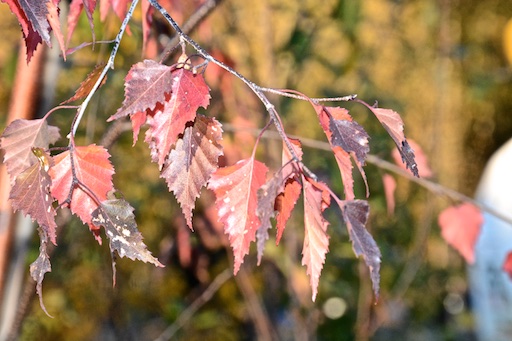 RF twig showing fall colour
