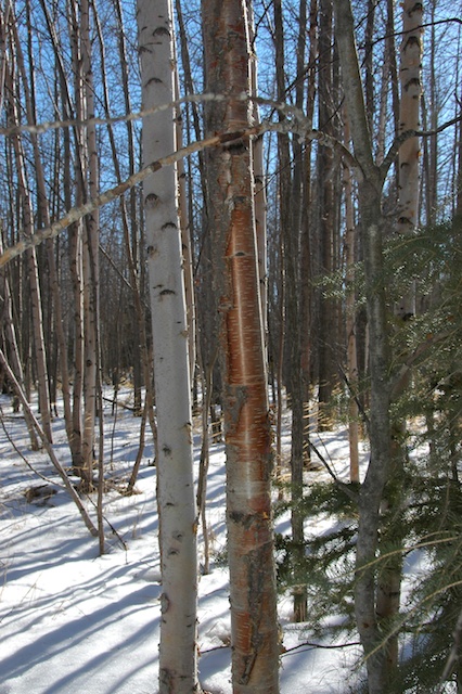 Paper Birch in Winter