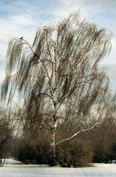 Weeping Birch in Winter