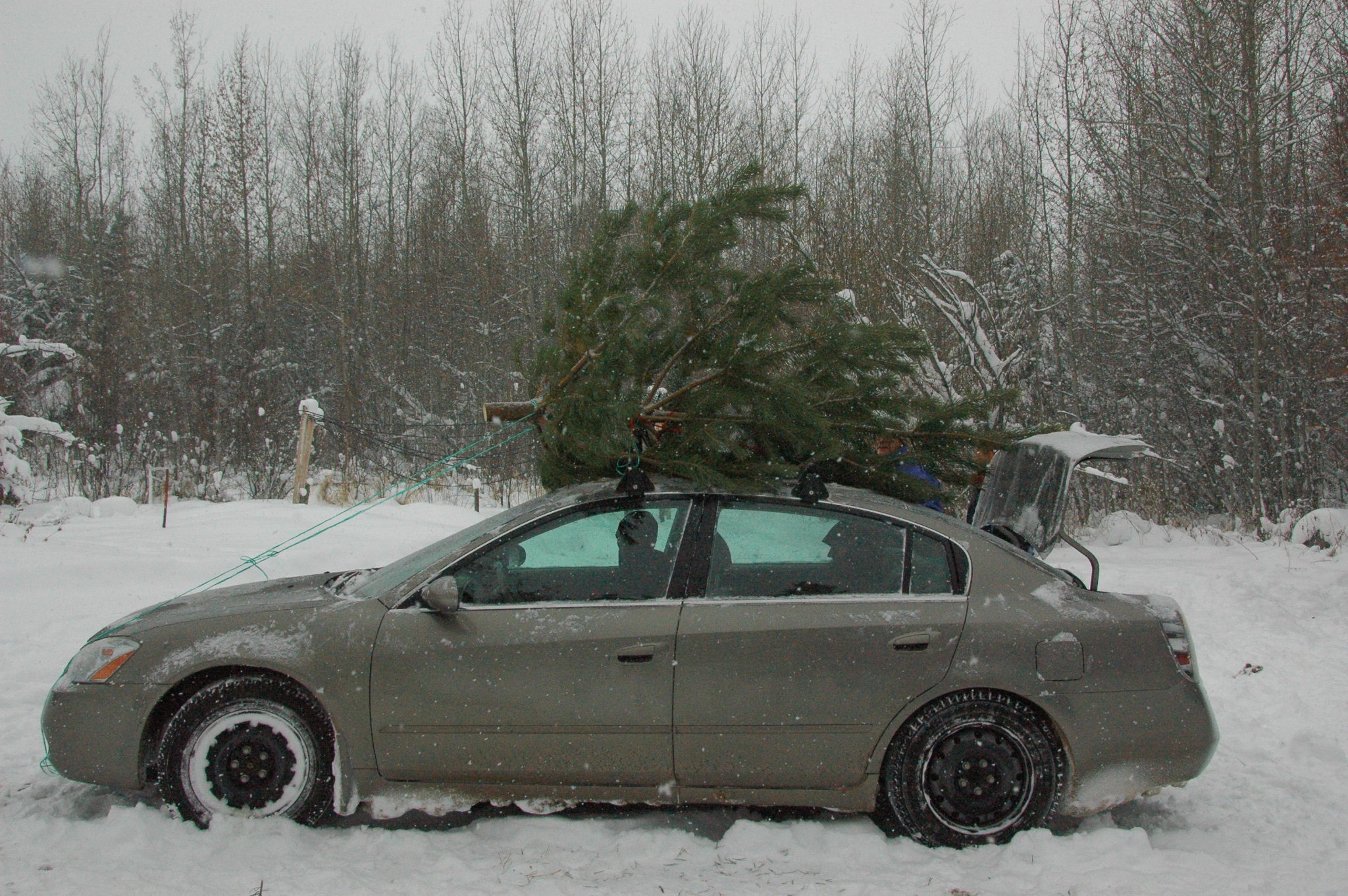 Christmas Tree on Roof of Car