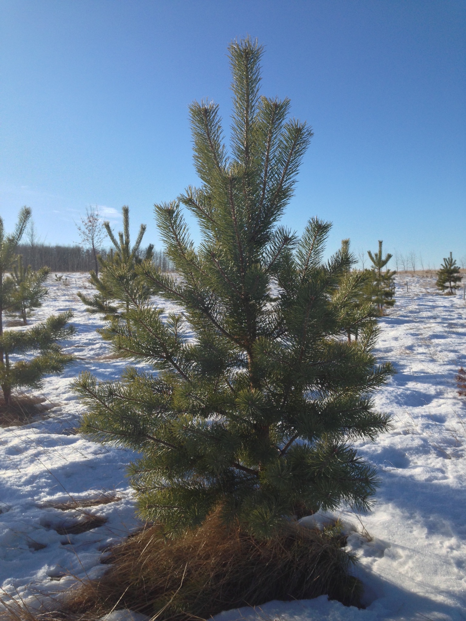 European style Christmas Trees in field