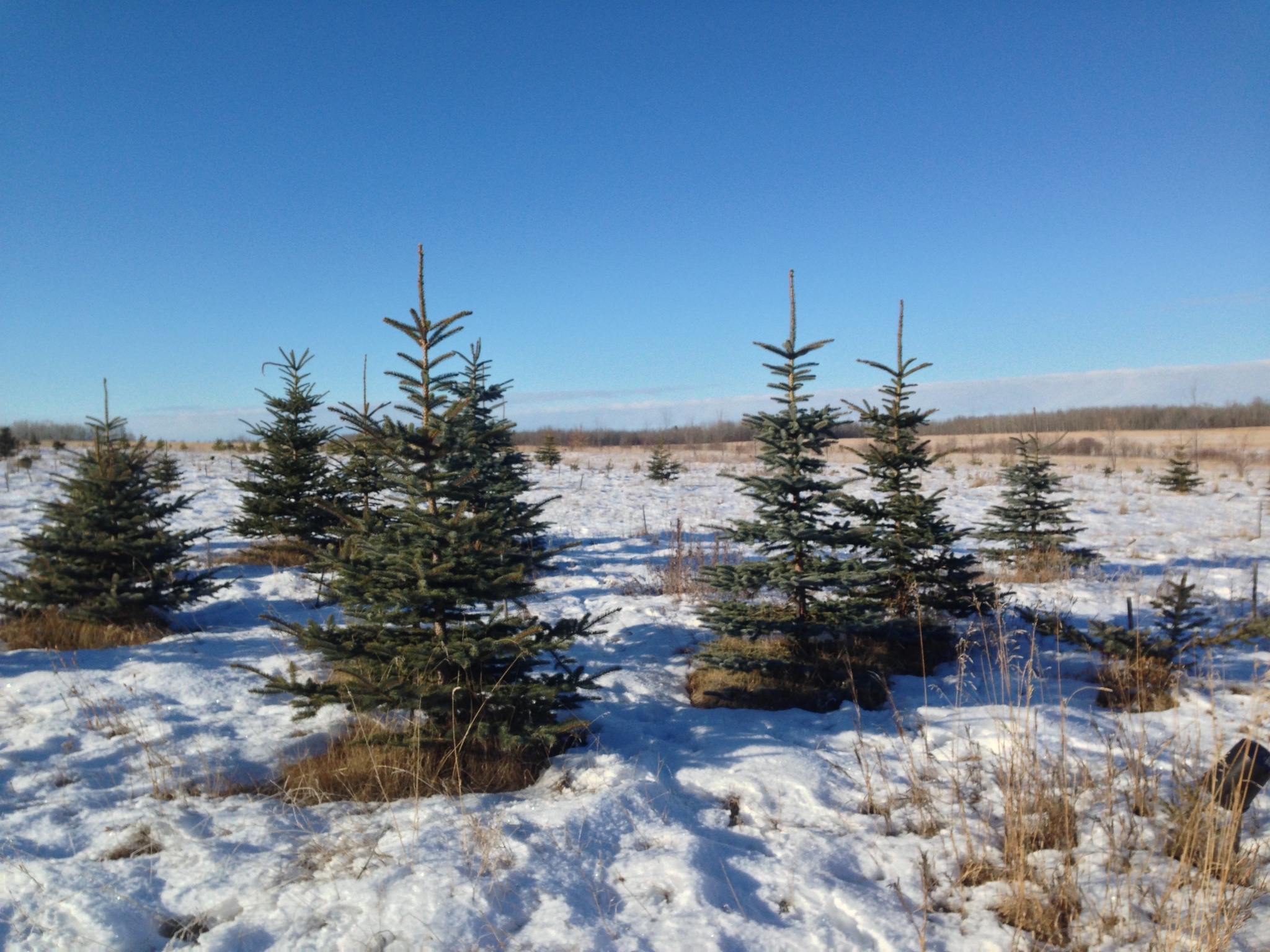 Christmas Trees in field -- Spruce