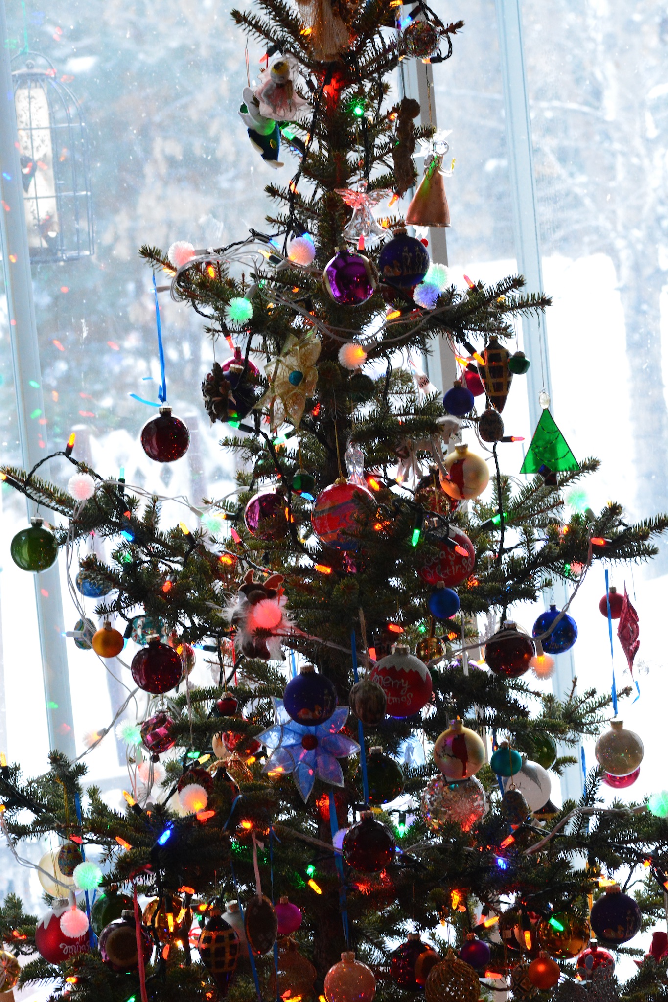 Decorated Spruce Tree in Window