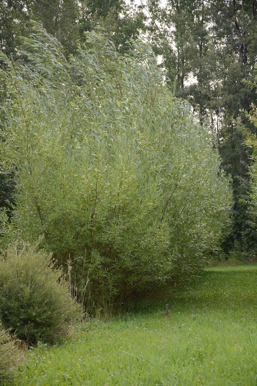  Common Osier Hedge
