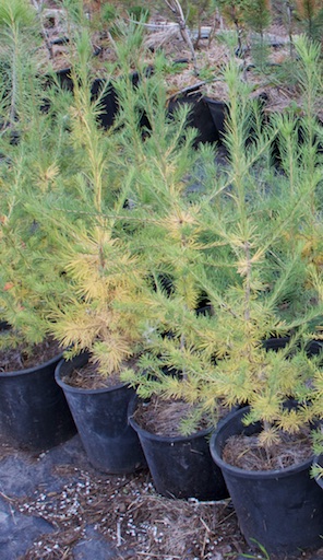 2 year old Western Larch