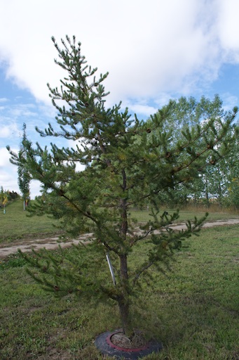 Typical Jack Pine