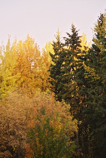 Spruce+Poplar-Fall