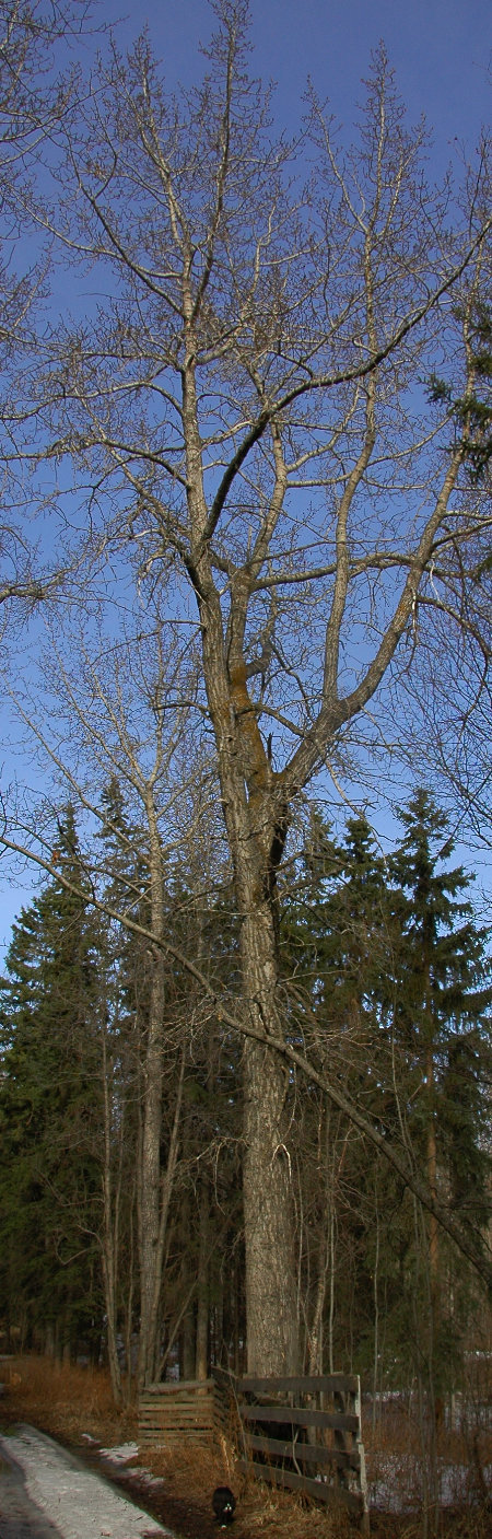 Mature Balsam Poplar