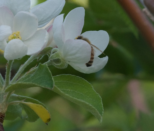 Honeybee in apple blossom