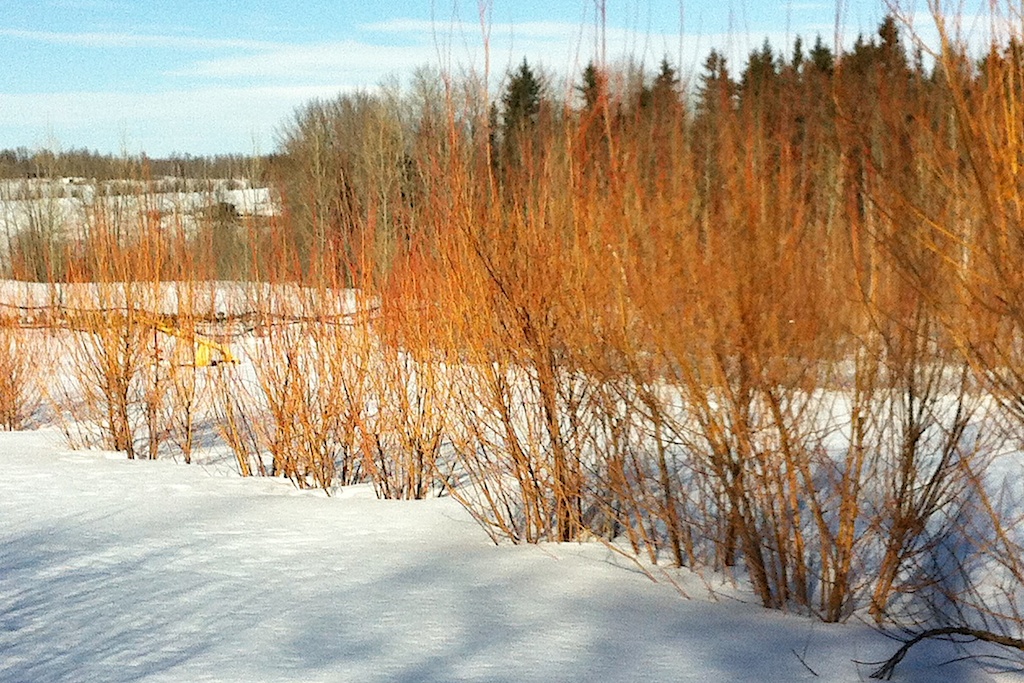 Golden Willow in Winter