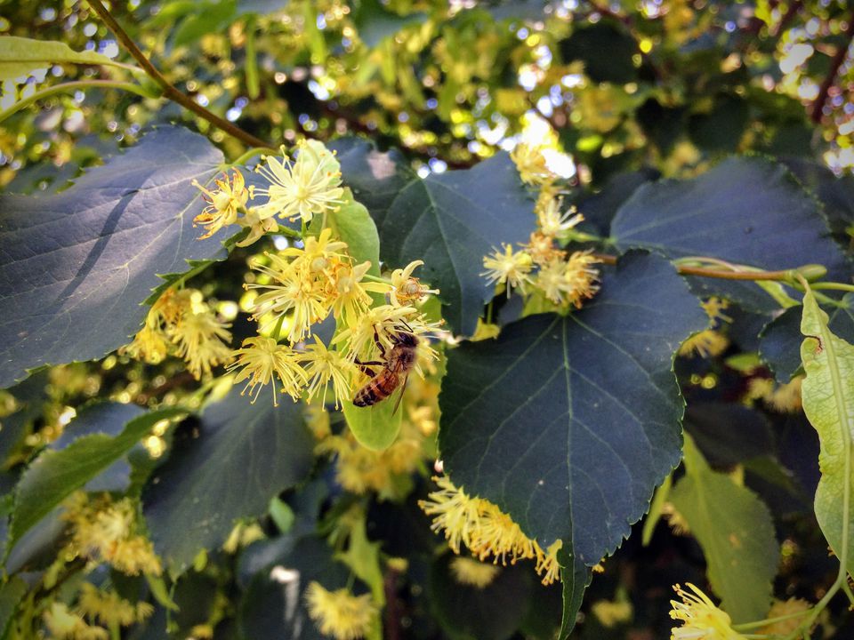 Linden flowers with bee