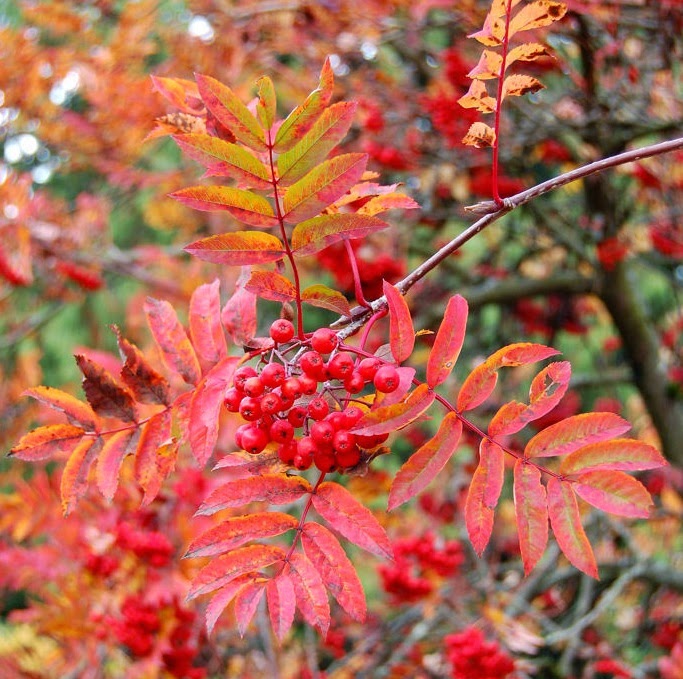 Showy Mountain Ash fall leaves berries