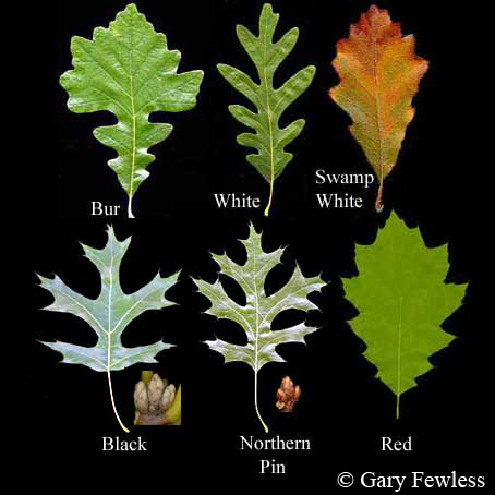 Sherwood s Forests Advice Sherwood s Forests Advice