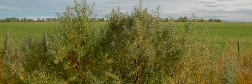 Buckthorn Hedge