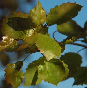 Swedish Aspen normal leaves.