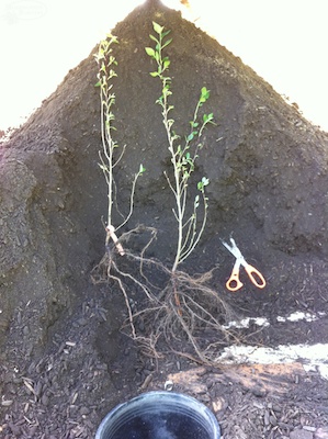 Cotoneaster Bare Root shrub