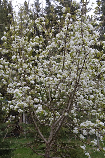 Pears in bloom 