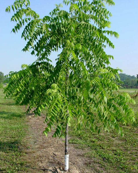 Young Tree