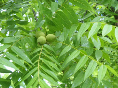 Leaves and nuts