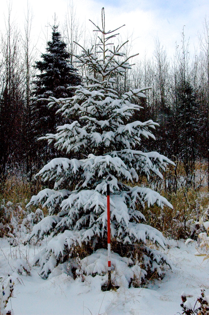 Snow Covered White Spruce