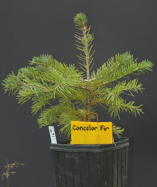 Concolor Fir