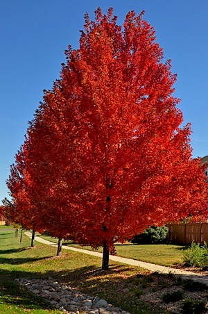 Autumn Spire Maple