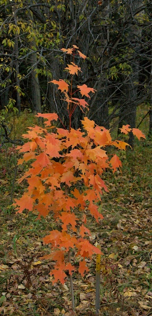 Sugar Maple in Willow