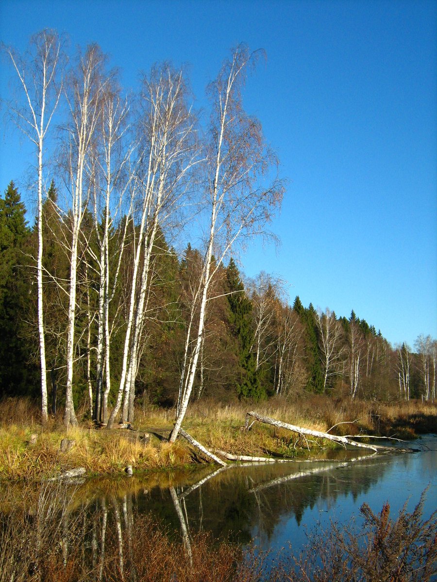 Birch by pond