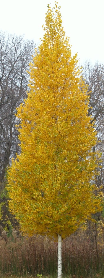 Dakota Pinnacle in Fall Colour