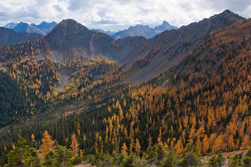 Larch from valley to timberline