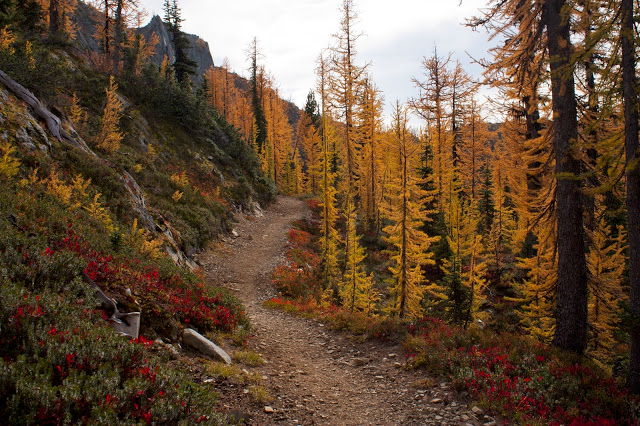 Western Larch, Hart's Pass