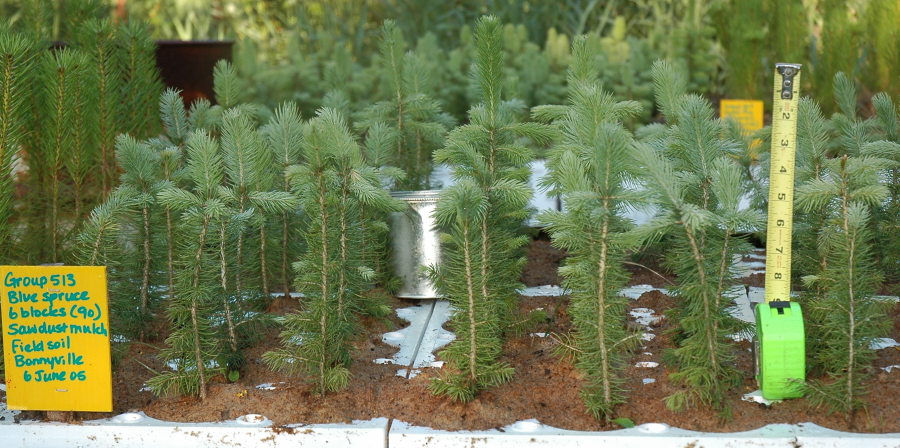 blue spruce seedlings
