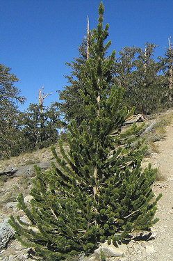 Bristlecone Pine