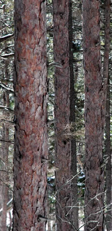 Red Pine trunks