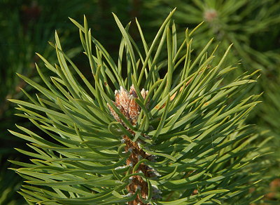 Scots pine leader tip.