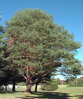 Mature Scots Pine