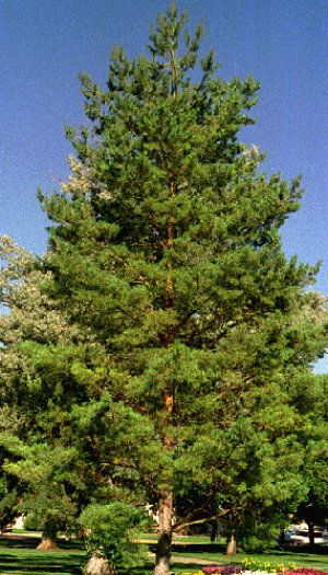 Middle aged scots pine showing good form.