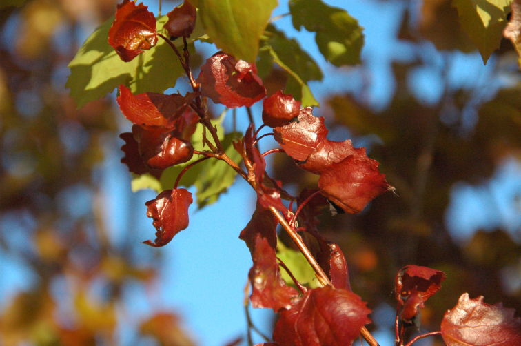Red Swedish Aspen Leaves