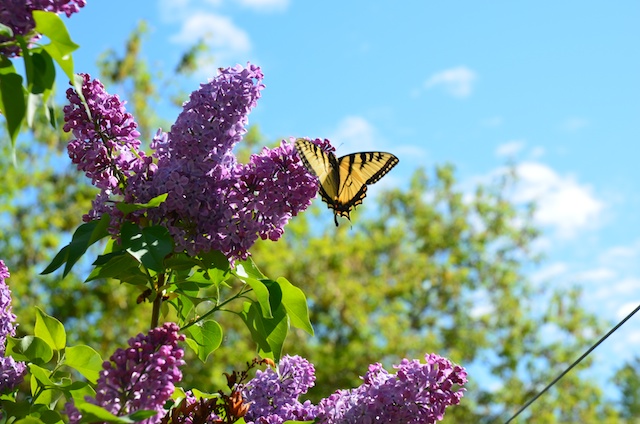 Common Lilac and swallowtail butterfly