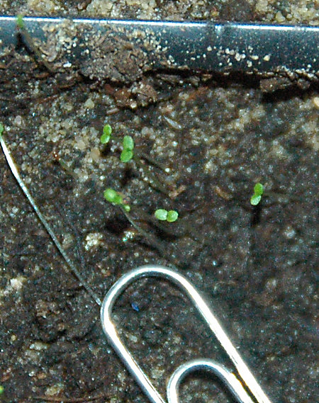 sprouted lobelia dust