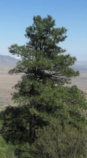 Desert Pine